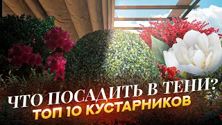 Эти 10 неприхотливых кустарников отлично себя чувствуют в тени