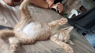 Kitty Holds Pose While Sleeping || ViralHog