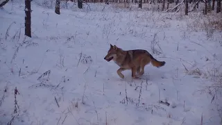 Погоню волка за зайцем зафиксировала фотоловушка в Керженском заповеднике