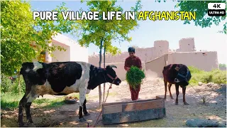 Pure village life in Afghanistan | 4K