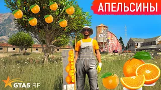 РАБОТА НА ФЕРМЕ В ГТА 5 РП! СБОР АПЕЛЬСИНОВ НА ФЕРМЕ В GTA 5 RP RAINBOW! САМАЯ ВЫГОДНАЯ РАБОТА GTA V