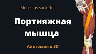 Портняжная мышца бедра. Musculus sartorius. Анатомия в 3D.
