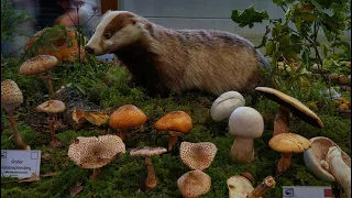 Pilzausstellung Schwäbischer Wald in Großerlach-Grab 2023