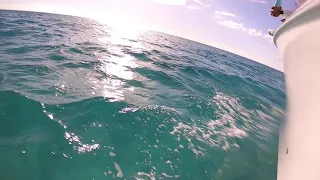 Chasing Hammerhead Shark in the Bahamas
