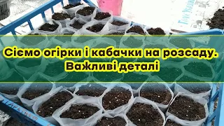 Сіємо огірки і кабачки на розсаду. Важливі деталі!