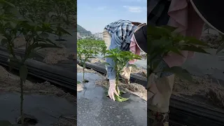 Pepper Farming Two Steps To Higher Yields #satisfying #shortsvideo