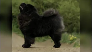 Chow Chow dog breeds 🐶 dog lover viral short video