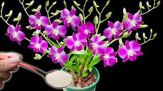 With just this tip, weak orchids that have never flowered will bloom like crazy