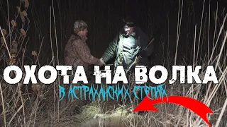 Охота на волка с Астраханским волчатником. Выстрел и попадание в кадре! Волк и два шакала добыты!