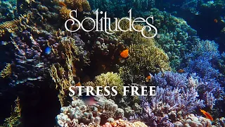 Dan Gibson’s Solitudes - Free Your Mind | Stress Free