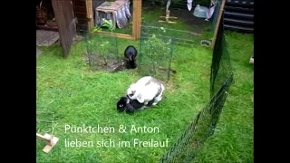 Pünktchen und Anton machen liebe im Freilauf by Sallys Hamster Tv Kaninchen