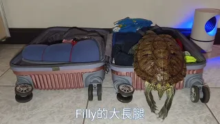 會開門的烏龜:Filly