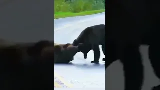 brutal brown bear fight