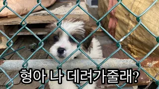 시골 유기견에게 간택당한 브이로그 | 유기견 입양 브이로그