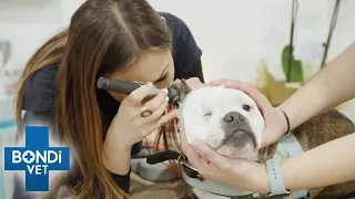 Poor Dog Won’t Stop Scratching Himself 😥 | Bondi Vet