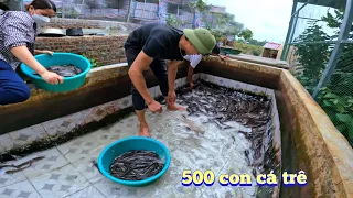 Thả 300 Con Cá Trê Lai Xuống Ao Và Mất Đi 1 Chú Chim Lạ / Quế Nghịch