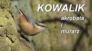 Kowalik  Sitta europaea  - leśny akrobata i murarz