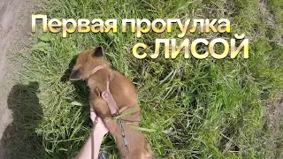 Первая прогулка с лисой Чифф | First walk with a fox Chiff