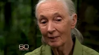 Jane Goodall and Her Chimps