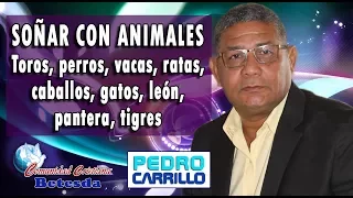 N° 095 "SOÑAR CON ANIMALES (TOROS, VACAS PERROS, RATAS, CABALLOS, GATOS)" Pastor Pedro Carrillo