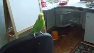 попугай любит дабстеп