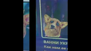 корги коржик лучший и заметь это видео🙂