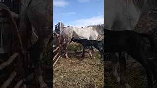 Ожеребилась иноходка, дочка мышки и Бандита.