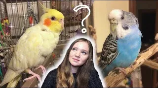 Should You Get a Budgie or a Cockatiel?