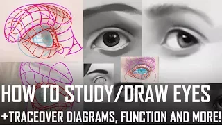 How to study/draw eyes! Traceover diagrams, function and more!