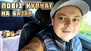 Зʼїздив на базар курчат продавати😉 що купив , та скільки продав⁉️