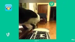 Funny Curious Cats sıncaplar Compilation 2014 - 720p - HD