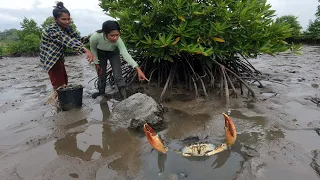 Lucky - I Found Giant Mud Crabs at Mangrove Trees near The Sea after Water Low Tide