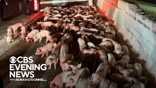 Hundreds of piglets corralled after livestock truck overturns in Ohio