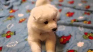 Samoyed Puppy Mimics Howling