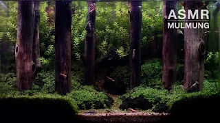 ASMR | 나무숲을 집으로 | 물멍 | Tree Forest | Aquarium | MulMung | 4K