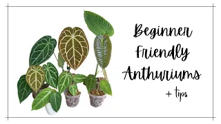 BEGINNER FRIENDLY ANTHURIUMS + TIPS