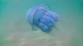 OB jellyfish