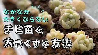 なかなか大きくならないチビ苗(子株や葉挿し)を大きくする育成方法【 多肉植物 / 観葉植物 】