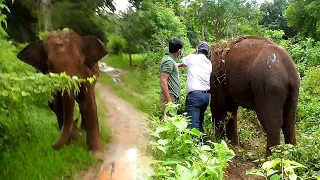 Mouth injured elephant tried to attack the wildlife officers who came forward to treat the injuries