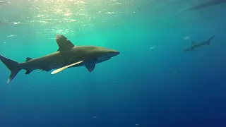 Encounter with 5 Oceanic Whitetip Sharks at Elphinstone Reef - 7th Nov 2017