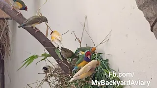 Breeding Gouldian Finches, Strawberry, Snow white Finches