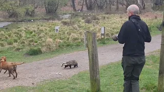 Badger Seen Chasing Dogs and People in Broad Daylight at UK Woods