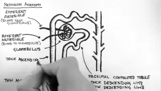 Renal Anatomy 2 - Nephron