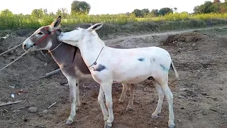 Super Murrah Male Donkey Meeting first time try at village