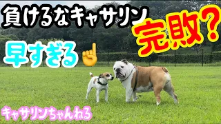 トムとジェリー状態？がんばれブーちゃん🐶#ブルドッグ #爆笑 #かわいい