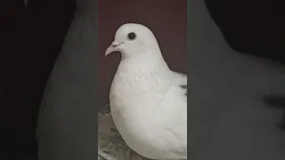 Моя белая голубка Дуняша 🐦♥ 我的白鸽杜尼亚莎 🐦♥ My white dove Dunyasha🐦♥🌁Kamchatka🌁