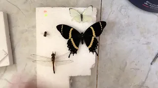 How to pin a butterfly 🦋 cómo disecar una mariposa proceso casero         parte 2