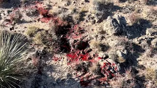 MASSIVE BLOOD Trail #hunting #longrangehunting #deer