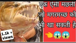 A fish that can eat crocodile 😱 / Goliath Tigerfish / #Justimaginefacts #shorts #facts