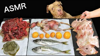 Dog MUKBANG Pitbull Eating Raw Foods Chicken head Whole quail Whole fish Horse